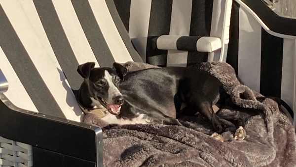 Wir haben Urlaubsgrüße von unserem Bibi der jetzt Jimi heißt bekommen.